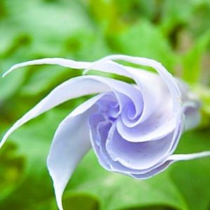 Profile photo of Datura